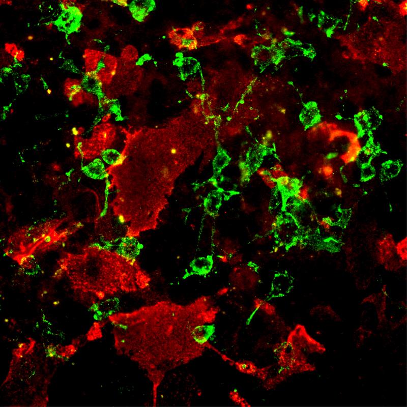 Deux types de cellules souches ont été colorés à l'aide du nouvel anticorps 5750 (rouge) et de l'anticorps traditionnel 487 (vert). Les anticorps reconnaissant des résidus LexisX différents, les deux types de cellules peuvent être très clairement identifiés.