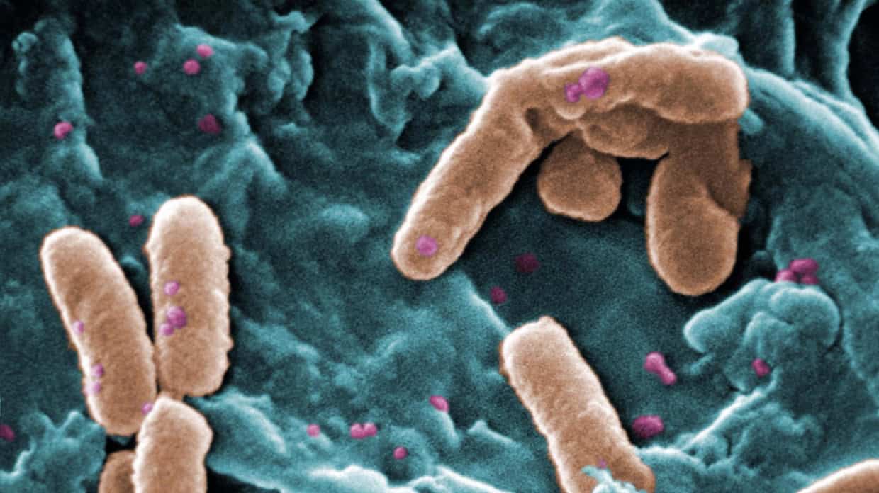 Conférence « Novel Antimicrobials » : la lutte contre les pathogènes multirésistants au premier plan