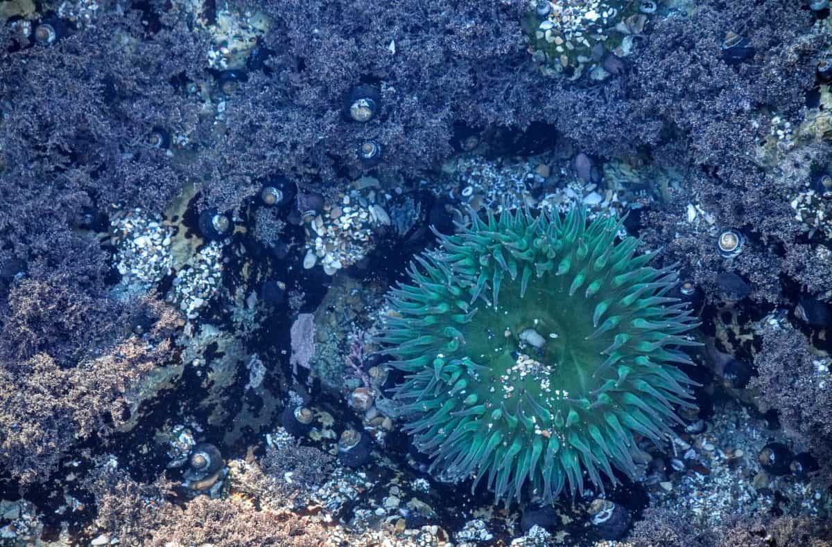 Création d’un nouvel institut Helmholtz pour la biodiversité marine fonctionnelle