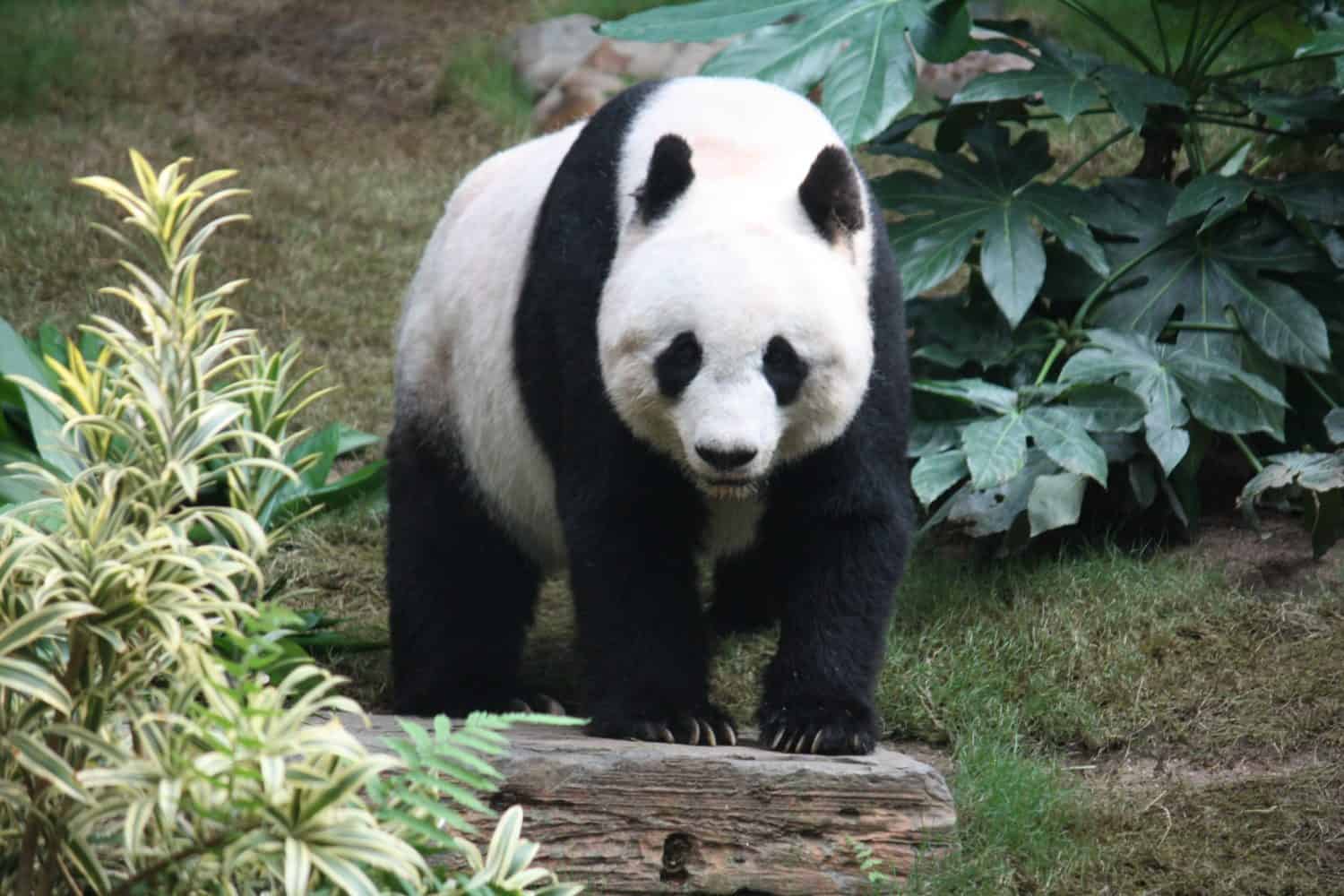 Arrivée au zoo de Berlin de deux pandas en provenance de Chine d’ici juillet 2017