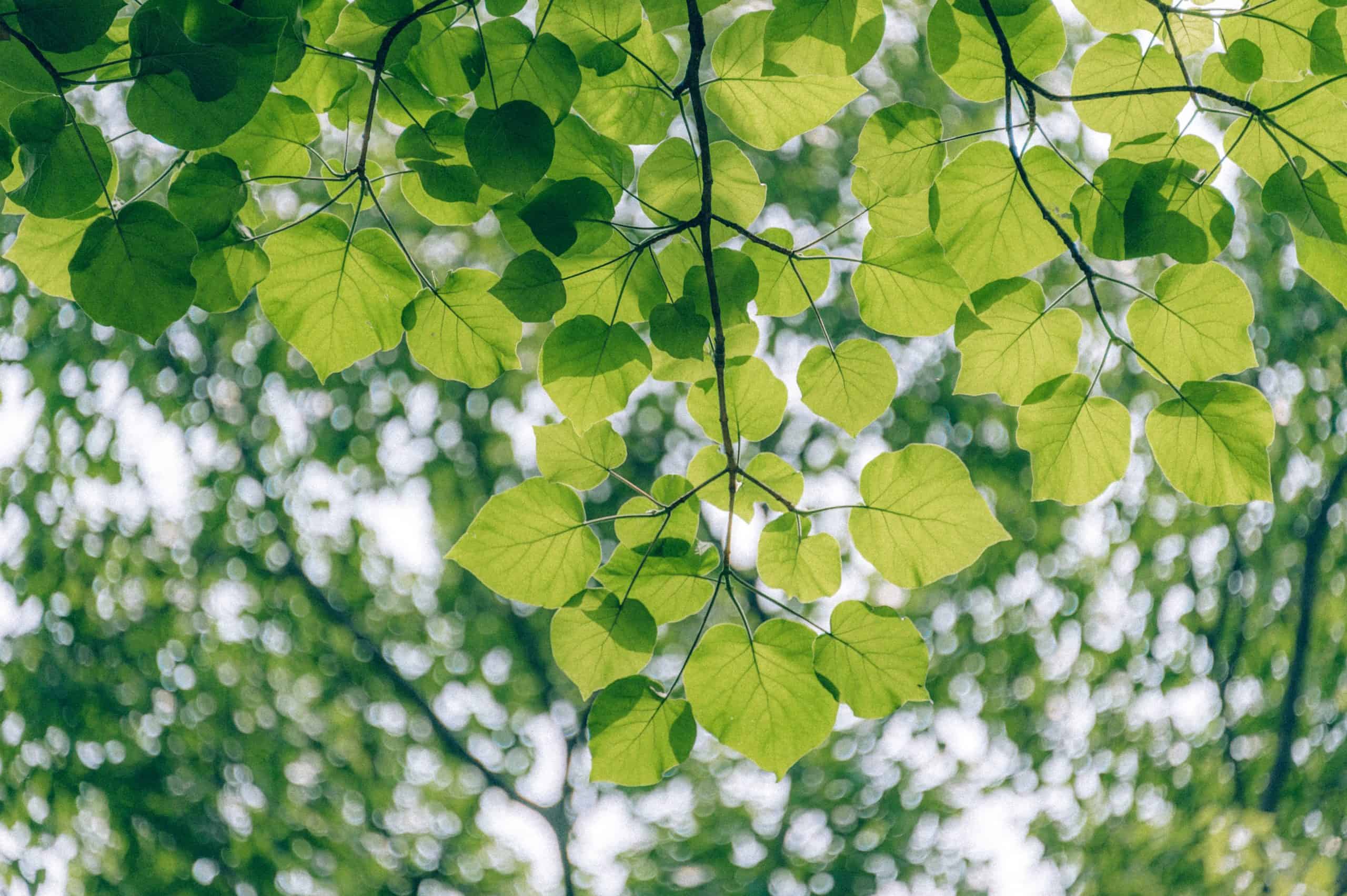 Lauréats du prix « Green Talents » : la relève est assurée en matière de recherche sur la durabilité