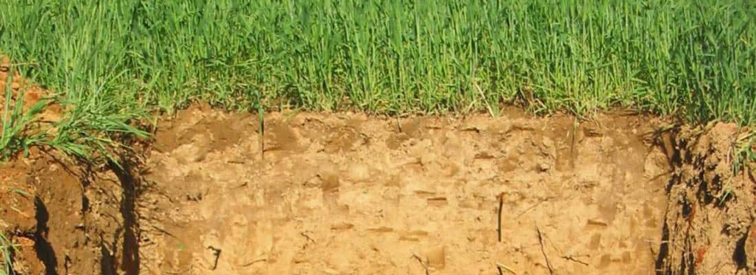 L’INRAE et l’université de Bonn mettent en lumière les enjeux d’une gestion durable des sols agricoles pour séquestrer le carbone