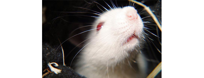 L’expérimentation animale est-elle incontournable ? Journée internationale de l'animal de laboratoire, le 24 avril par le Centre Helmholtz de recherche sur les infections (HZI)