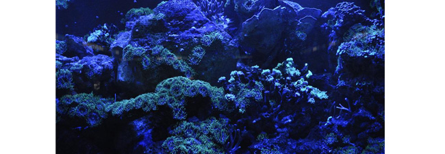 Comment les coraux d’eau froide réagissent au réchauffement climatique ? Etude du centre des sciences de l’environnement marin de Brême (MARUM)