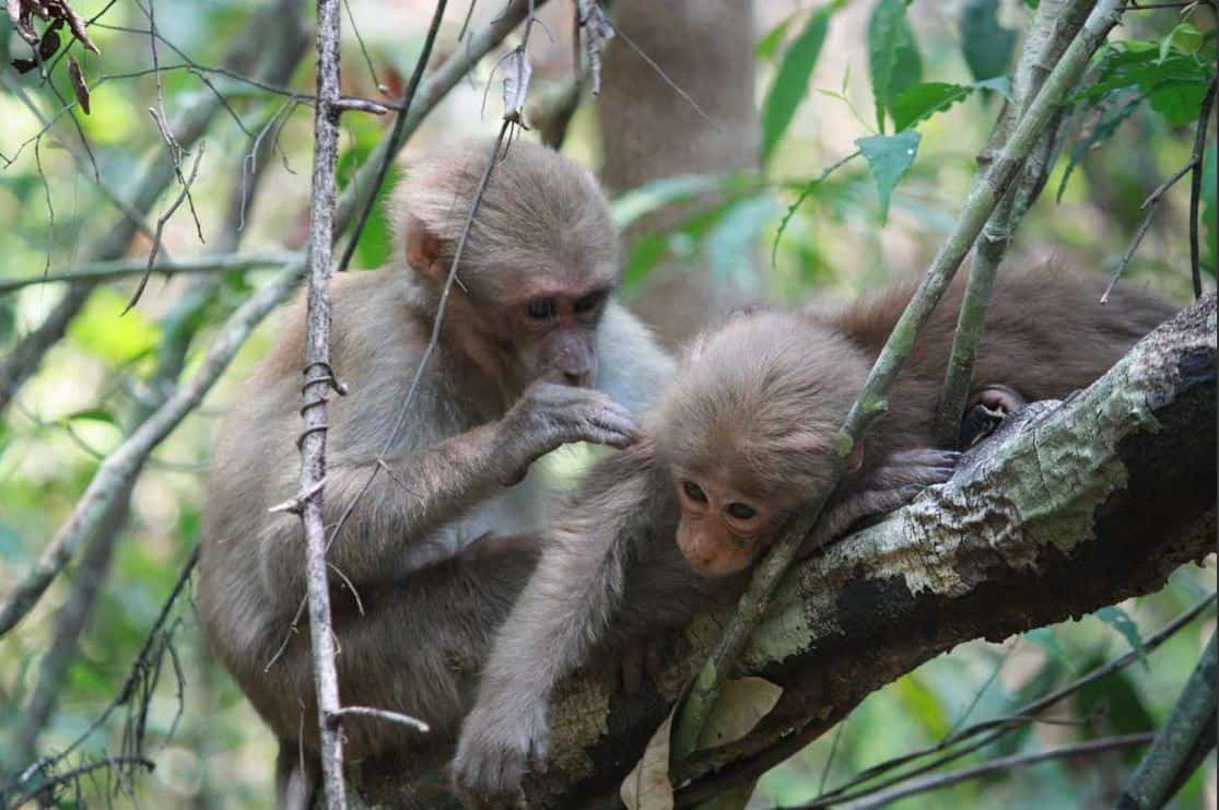 6ème café des sciences de l’Ambassade de France à Berlin, le 6 juillet à 17h30 – Aux origines de la vie en société : les “liens sociaux” chez nos cousins primates