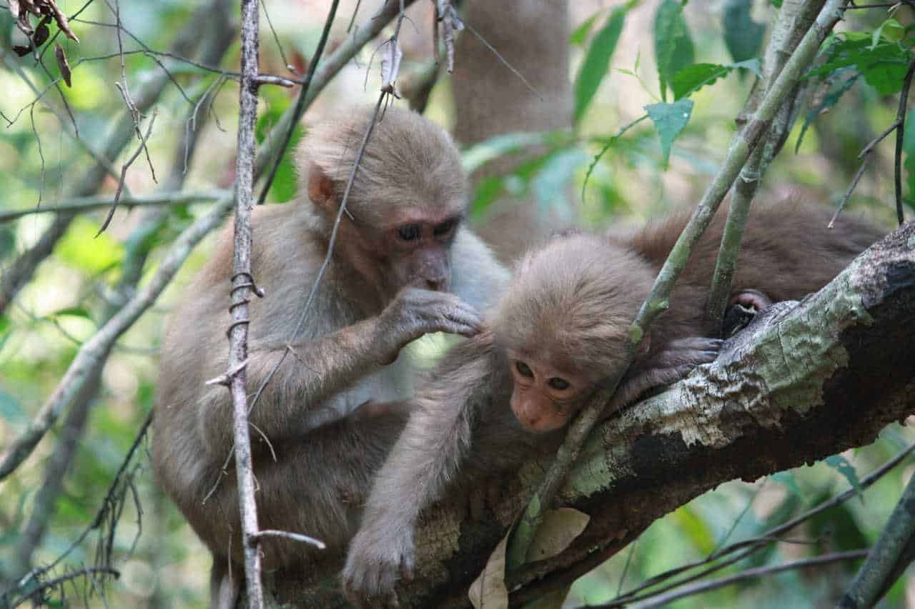 6ème café des sciences de l’Ambassade de France à Berlin, le 6 juillet à 17h30 – Aux origines de la vie en société : les “liens sociaux” chez nos cousins primates